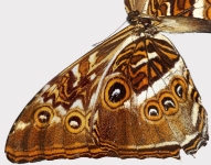 Gigapixel image of a Butterfly wing taken with the Canon 40D DSLR 