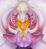 orchid_nfo.jpg orchid_nfo.jpg