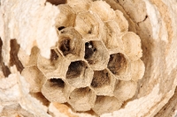 wasp_nfo.jpg