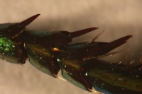 beetle-leg