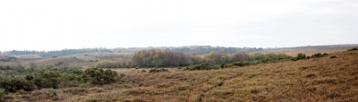 New Forest Panorama Mosaic