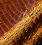 morpho-wing