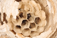 New Forest Observatory ® » Inner space again – papier mache fine 