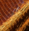 morpho-wing