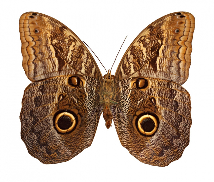 60_megapixel_owl_butterfly_macromosaic_Fourms