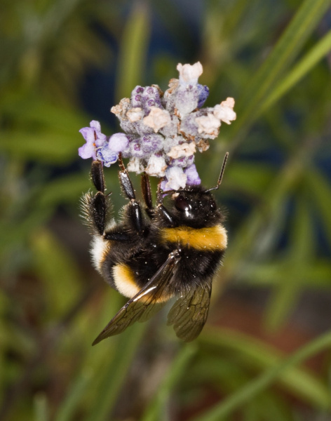 Bee_Macro_NFO