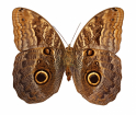 60_megapixel_owl_butterfly_macromosaic_Fourms
