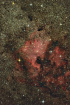 NA_17subs_20mins_2star_Calib_Dither_SDMask_Curves6_Crop_Flat202020_NoiseRed_Sat30_LCE_EDSORS_SS100_PS2022_SSP4_Forums