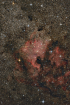 NA_17subs_20mins_2star_Calib_Dither_SDMask_Curves6_Crop_Flat202020_NoiseRed_Sat30_LCE_EDSORS_SS100_PS2022_SSP4_Forums_HLVG_ColBal_AutoCol