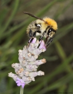 fractal-sharpened-bee