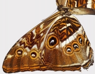 Gigapixel image of a Butterfly wing taken with the Canon 40D DSLR