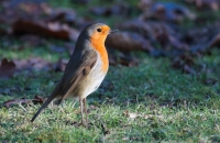 robin