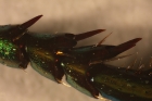 beetle-leg