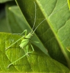 grasshopper