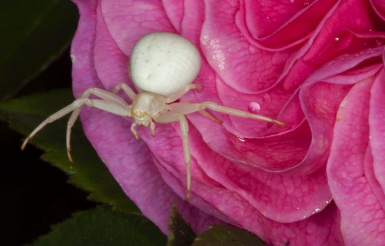 Crab4_Forums