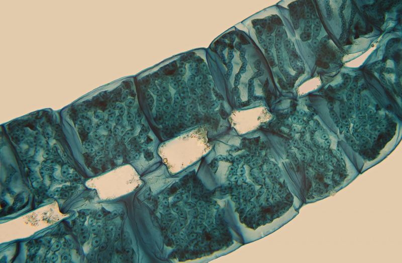 5_Frame_Spirogyra_NFO
