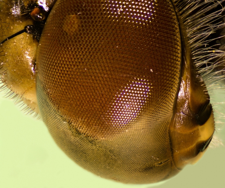2frame_Dragonfly_eye_POW