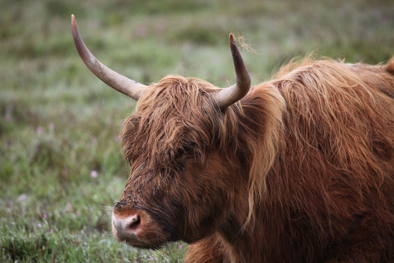Highlander_POW