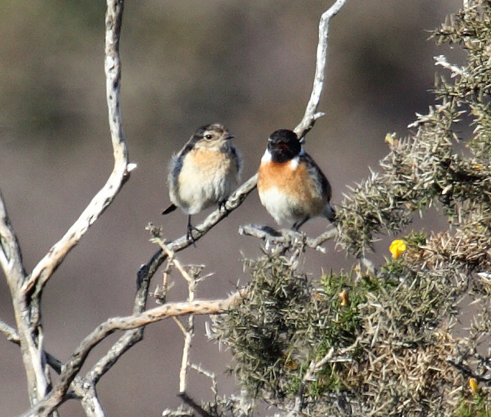 Pair_Stonechat_POW
