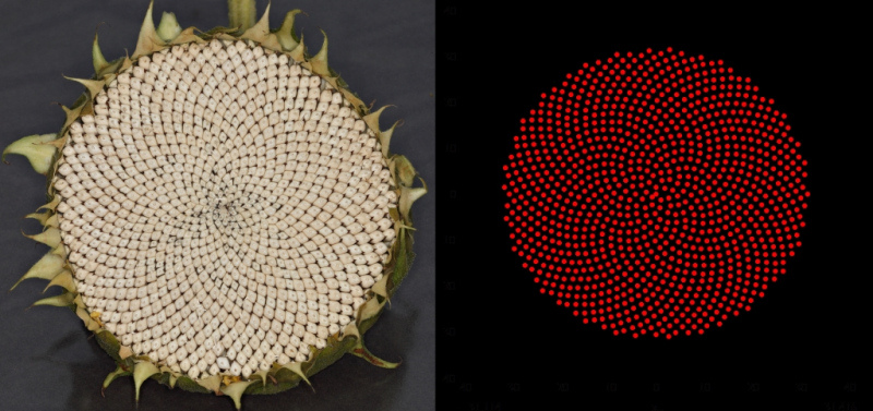 Sunflower_Simulation_Forums