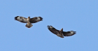 Buzzards_POW