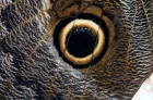 Eye_Owl_Butt_POW