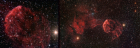 Jellyfish-ZoomIn_WideField_Forums