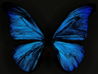 Morpho_Forums