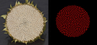 Sunflower_Simulation_Forums