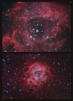 Rosette Zoom In Out_Forums