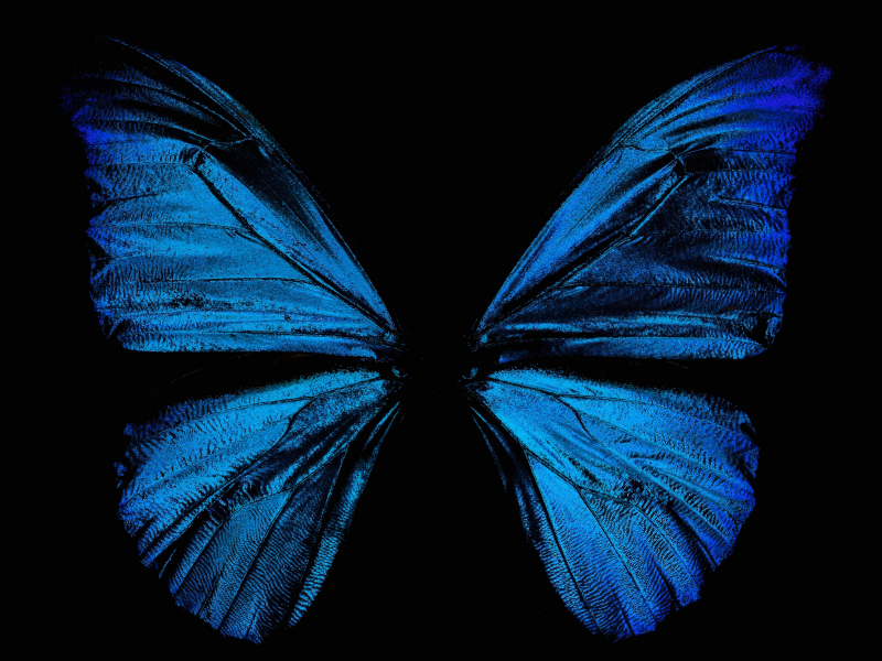 morpho