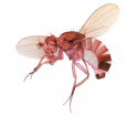 Fly_Forums