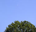 Moon_Forums_Crop