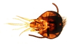 bee_head_nfo_1.jpg