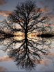 mirror9_n
