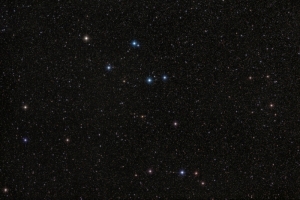 Delphinus