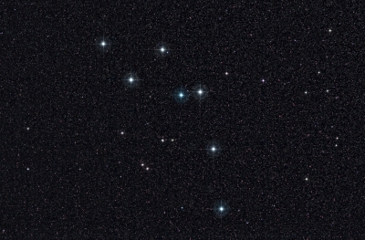 Delphinus