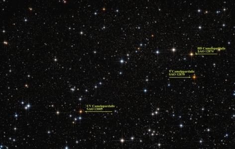 The Carbon stars of Kemble's Cascade