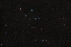 Delphinus