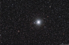 procyon_greg_noel_small.jpg